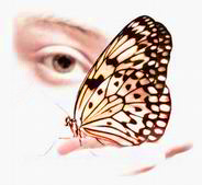 Трудности в жизни и бабочка