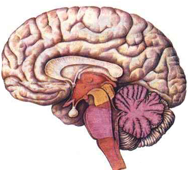 Возникновение человека и мозг