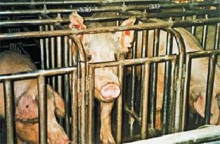 Производство мяса: вегетарианство за и против