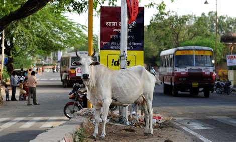 Корова на улице в Индии