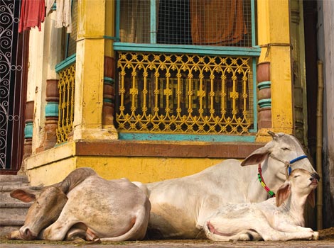 Коровы в Индии